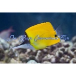 Yellow Longnose Butterflyfish
