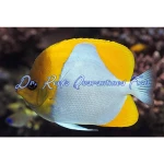 Yellow Pyramid Butterflyfish