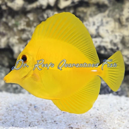 Yellow Tang (Captive Bred)
