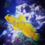 Yellow Watchman Goby