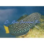 Yellowtail Tamarin Wrasse