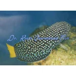 Yellowtail Tamarin Wrasse