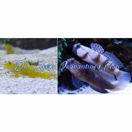 Yellow Watchman Goby (Captive Bred)