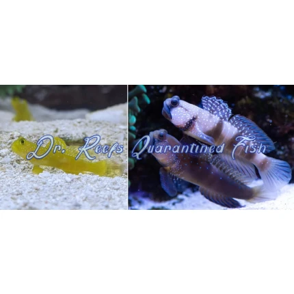 Yellow Watchman Goby (Captive Bred)
