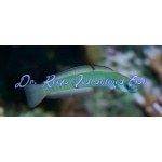 Zebra Barred Dartfish