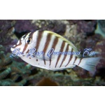 Black-Barred Zebra Tang