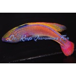 Lineatus Fairy Wrasse (Super Male)