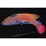 Lineatus Fairy Wrasse (Super Male)