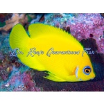 Mimic Lemon Peel Tang