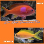 Squareback Anthias