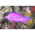 Black Cap Basslet