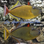 Crosshatch Triggerfish