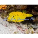 Cubicus Boxfish