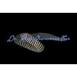 Zebra Moray Eel