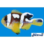 Spotcinctus Clownfish