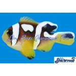 Spotcinctus Clownfish
