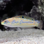 Adorned Wrasse