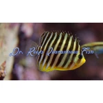 Multibar Angelfish