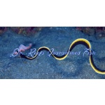 Black Ribbon Eel