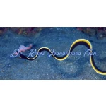 Black Ribbon Eel