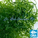 CHAETO Algae (handful)