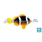 Clarkii Clownfish