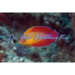 Eightline Flasher Wrasse (Male)