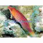 Eightline Flasher Wrasse (Male) - Image 2