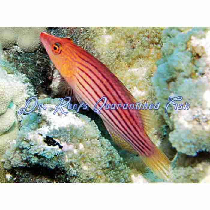 Eightline Flasher Wrasse (Male) - Image 2