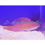 Eightline Flasher Wrasse (Female)