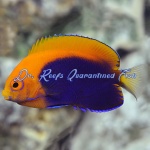 Flameback Angelfish (Captive Bred)