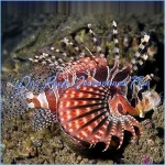 Fuzzy Dwarf Lionfish