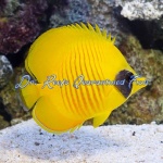 Golden Semilarvatus Butterflyfish