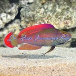 Pink Margin Fairy Wrasse