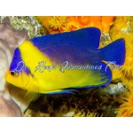 Purple Masked Angelfish (Captive Bred)