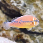 Skunk Pink Clownfish