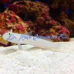 Sleeper Blue Dot Goby