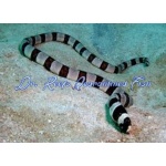 Banded Snake Eel