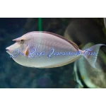 Unicorn Tang - Image 2