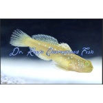 Yellow Watchman Goby (Captive Bred)
