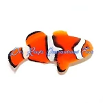 Percula Clownfish