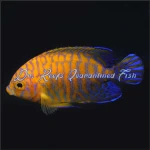 Potter's Angelfish (Captive Bred)