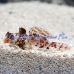Red Scooter Dragonet