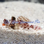 Red Scooter Dragonet