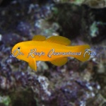 Yellow Clown Goby