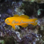 Yellow Clown Goby