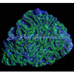 Acan Lord B Grade Md - Aussie