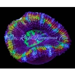 Acan - Lord Rainbow
