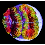 Acan - Lord Rainbow - Image 2