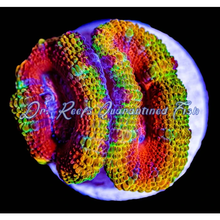 Acan - Lord Rainbow - Image 2